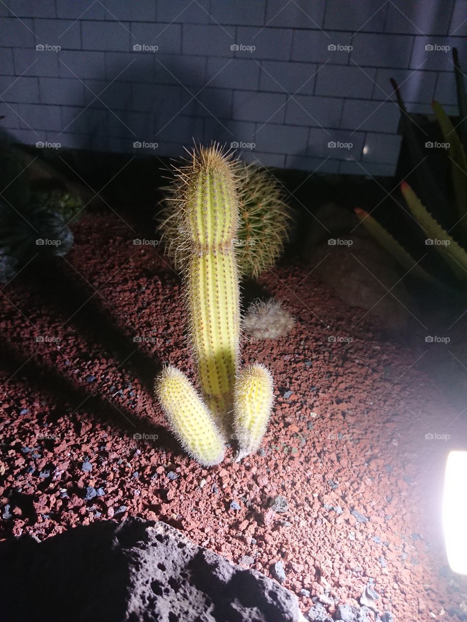 Strange looking cactus
