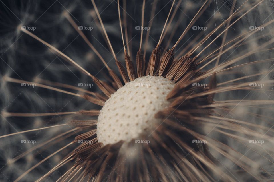 dandelion clock macro shot
