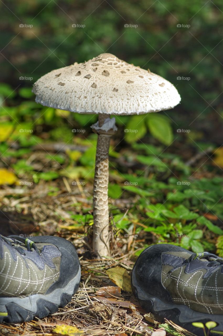 Unexpected encounter of a hiking boots and a mushroom  in a forest