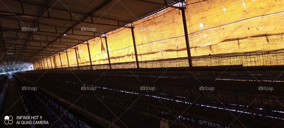 inner view of layer shed