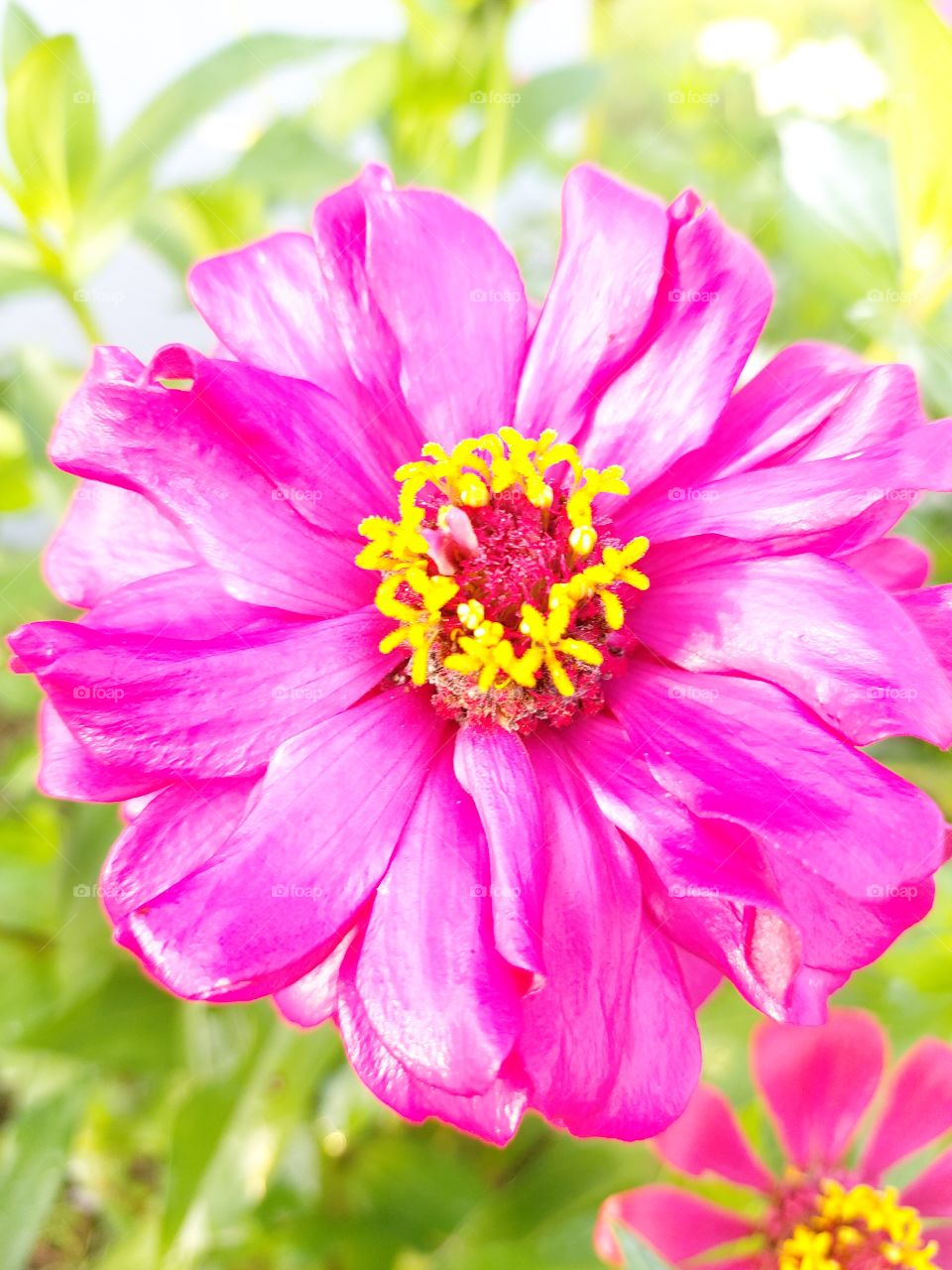 a great day of zinnia