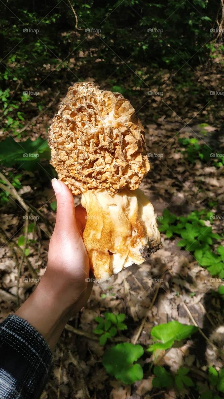 Big spring morel mushroom in hand. Huge mushroom Morchella esculenta. Old giant morel. Fungi, fungus close up. Orange, brown mushroom. Ground with green grass at the background. Delicious wild mushroom, edible mushroom, healthy food, morel, delicacy