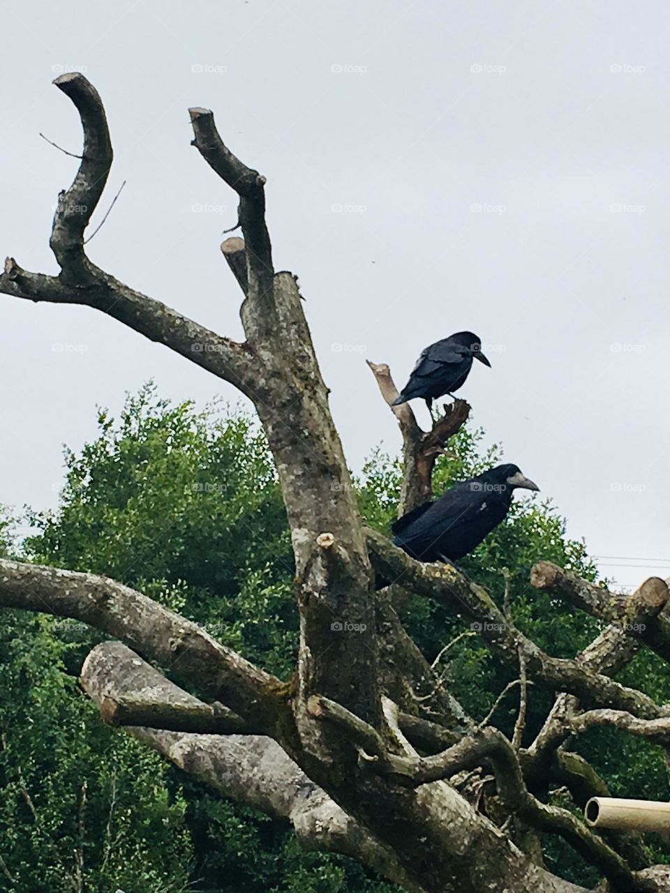 Two rooks perch atop a tall tree at Fota Wildlife Park in County Cork, Ireland, their glossy black feathers contrasting against the bright white cloudy sky as they survey their surroundings in the serene, wooded park.