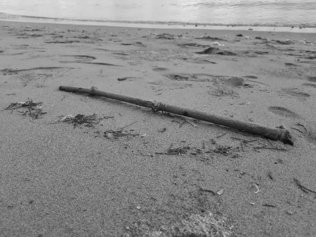 monochrome style of a small branch lying on the sand