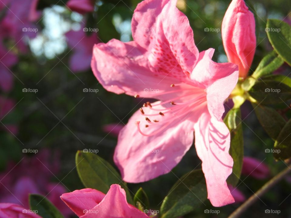Pink Azalea in sunlight