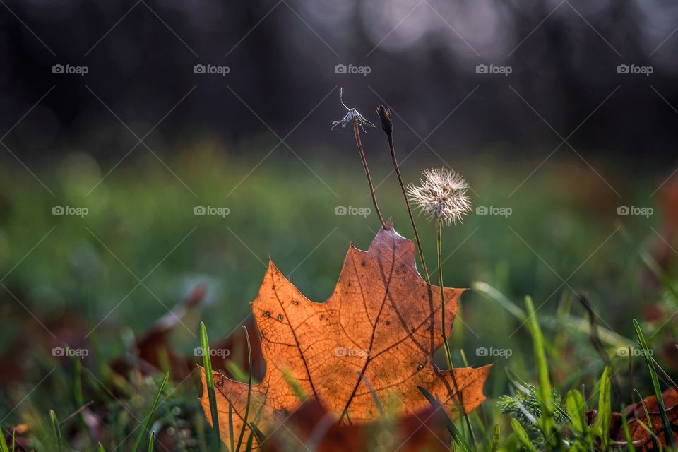 Autumn leaf