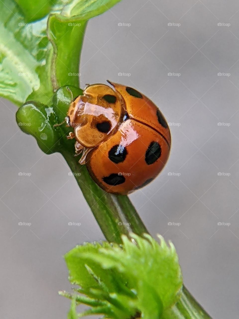 ladybug🐞