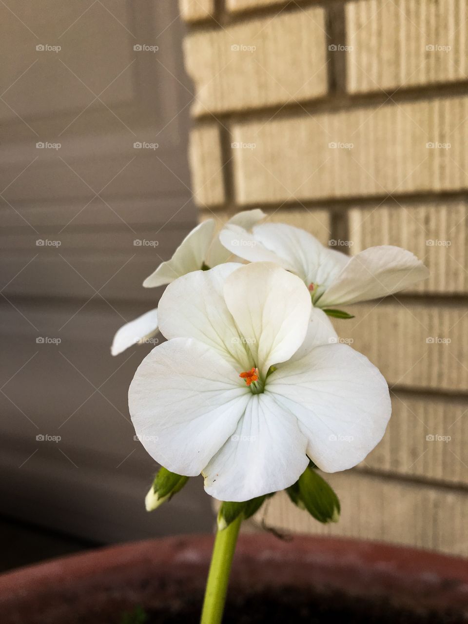 White flower