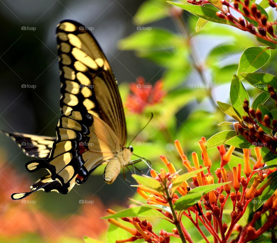 Flowers with a beautiful butterfly pollinating