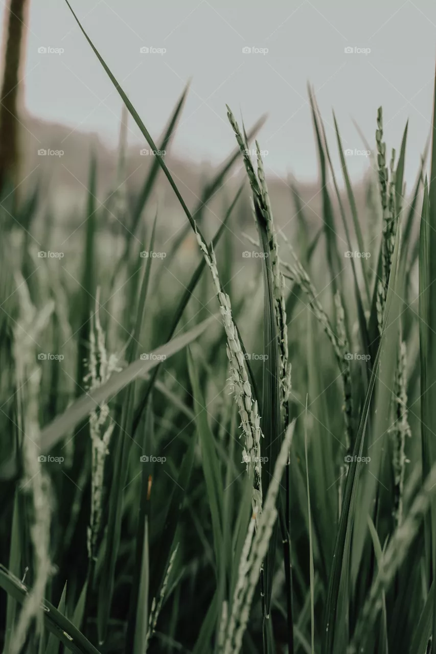 Rice Plant in Bogor, West Java, Indonesia