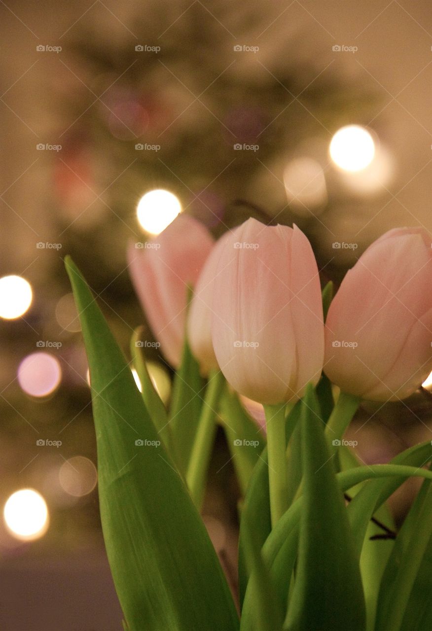 Pink tulips