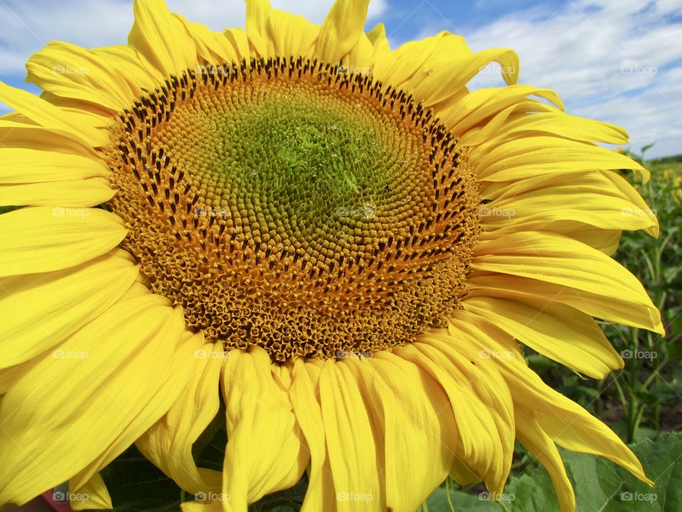 sunflower