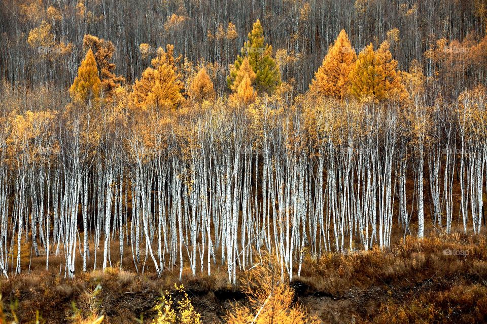 The trees of fall, Autumn forest 