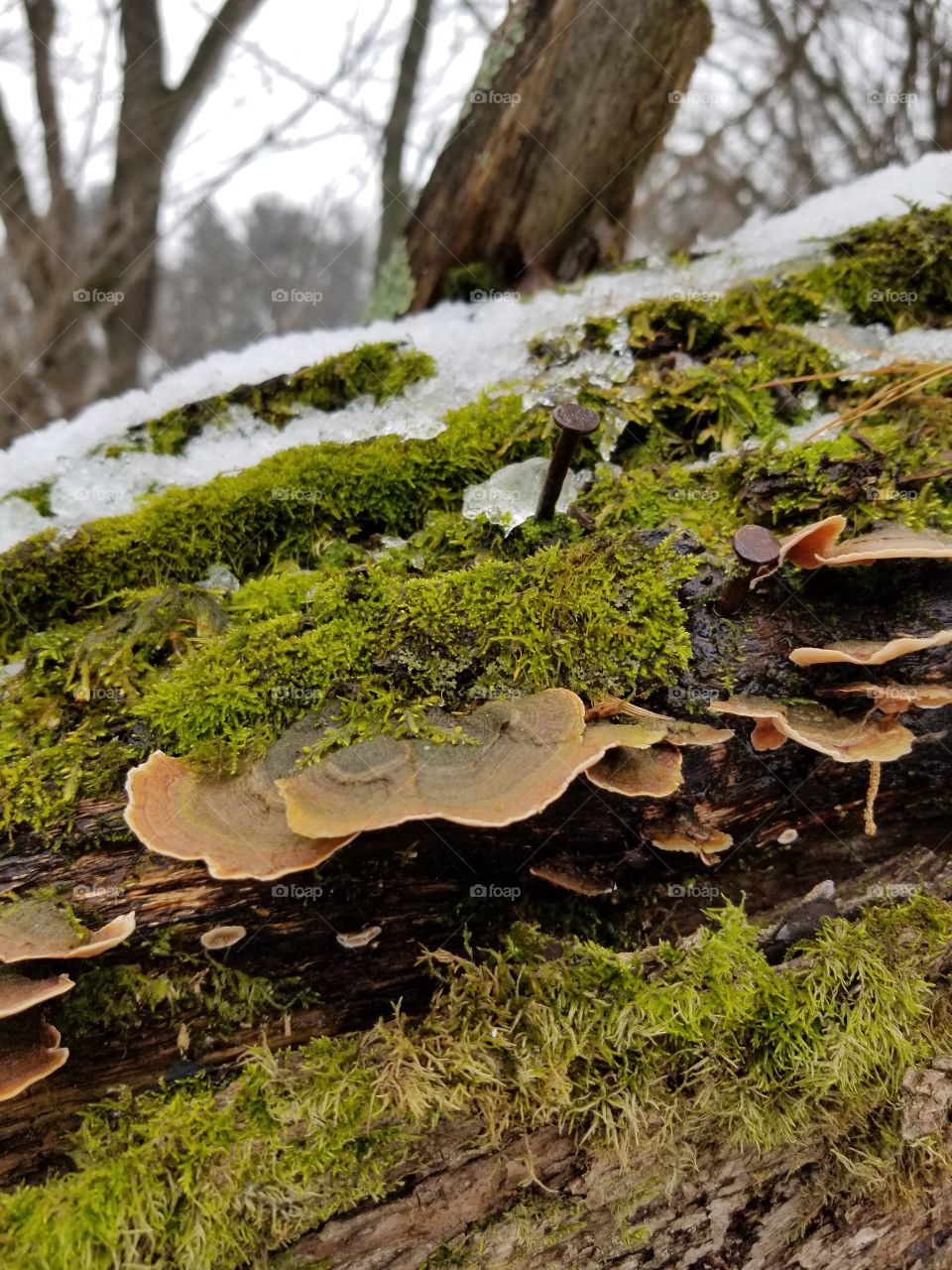 Fungus and moss
