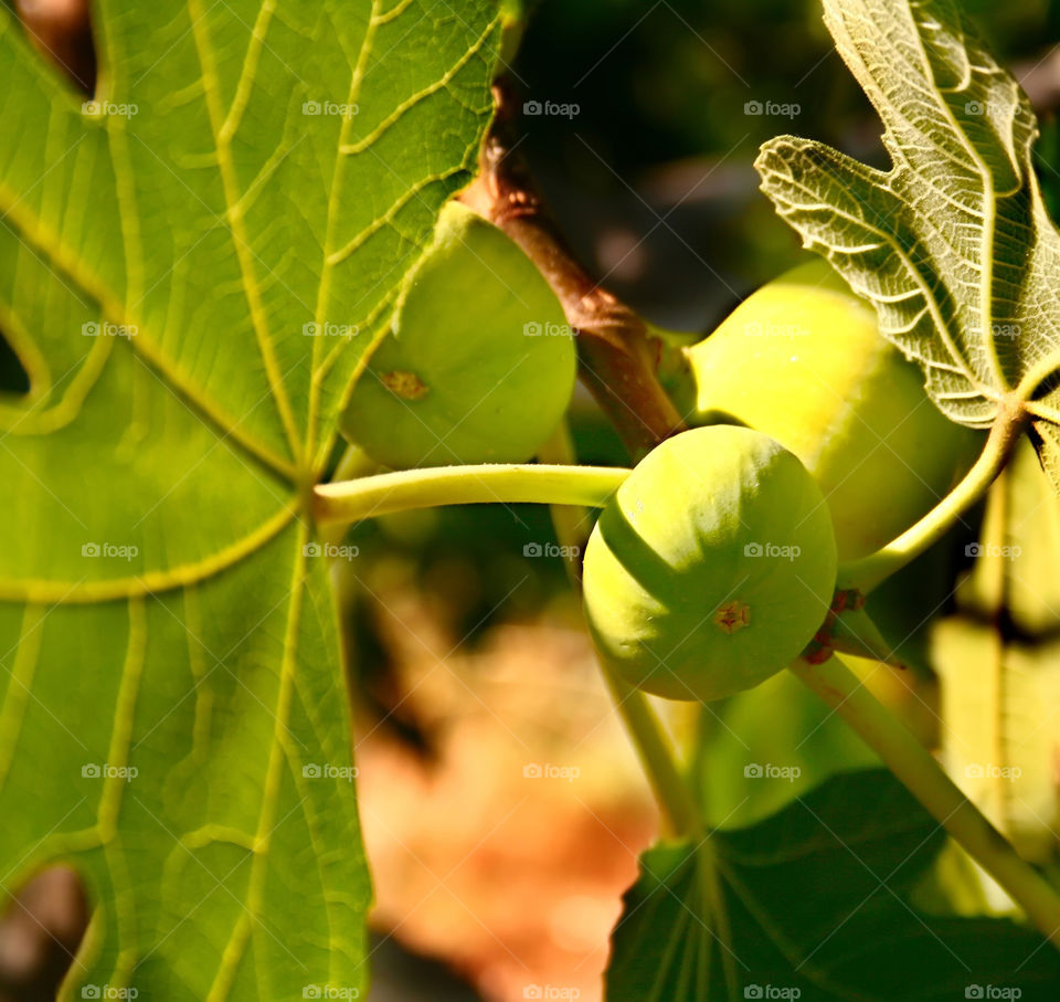 green italy macro close by kuzeytac