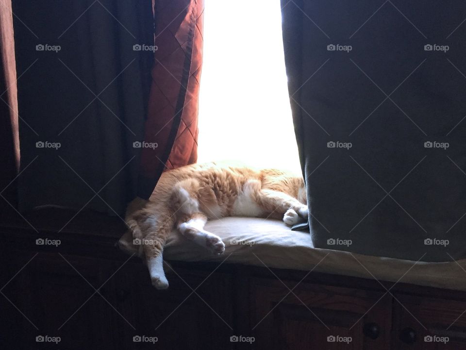 Orange tabby cat in the sun sleeping 