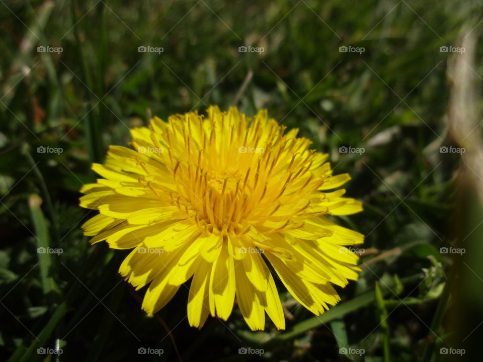 yellow dandelions