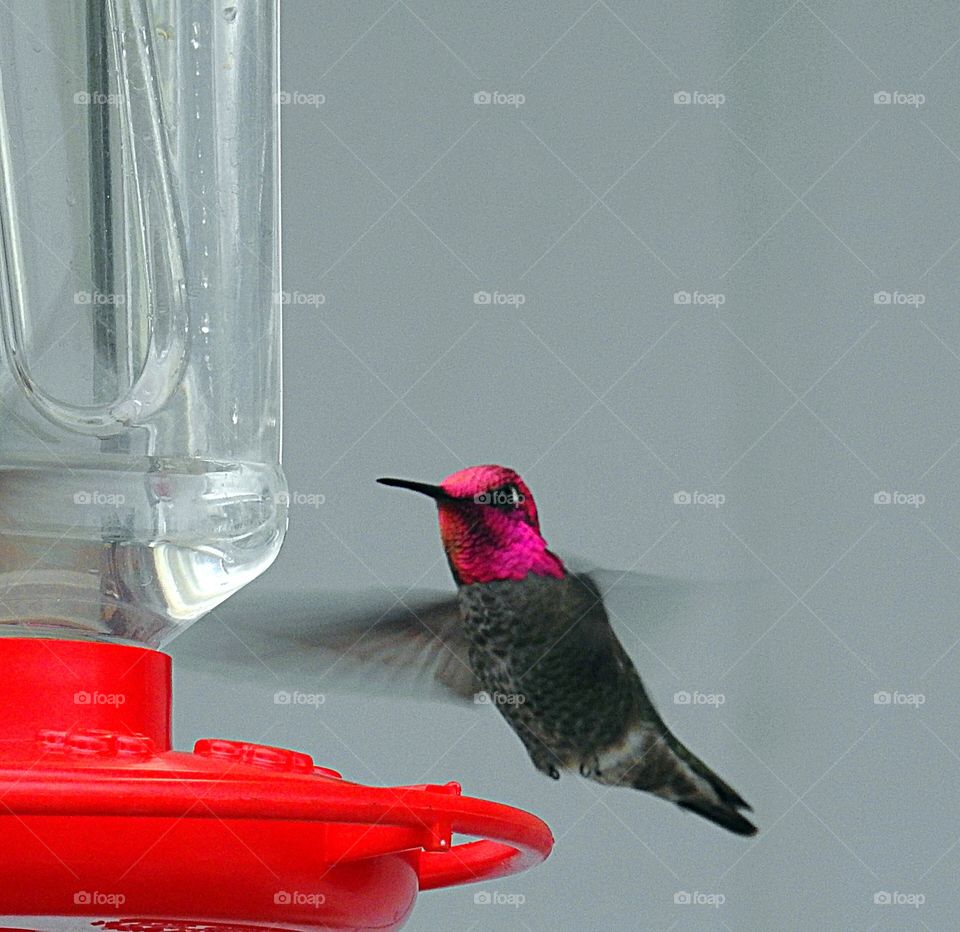 Anna's Hummingbird 