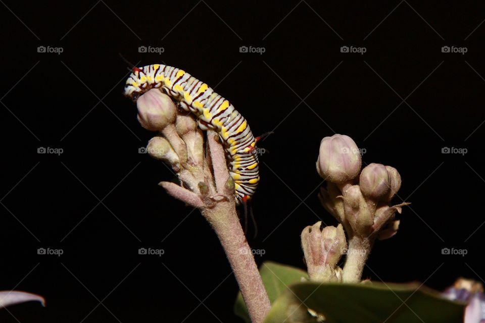 beautiful caterpillar