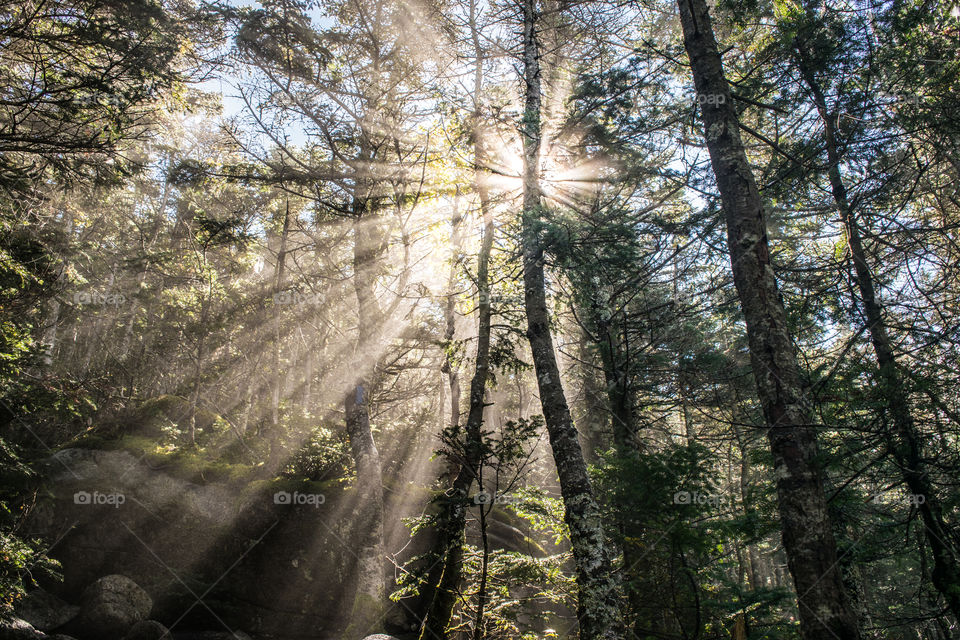 The sunshine will reach you even through the trees