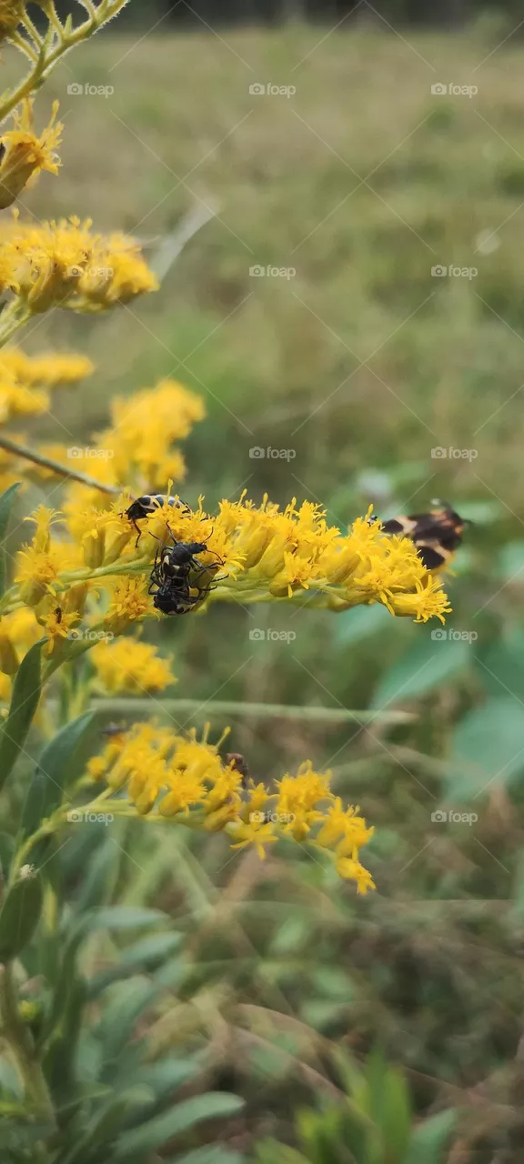 golden rod