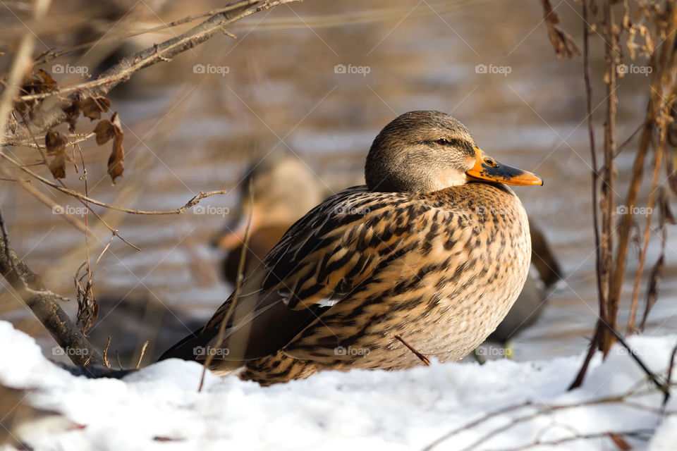 Female mallard duck stood on the shore of a lake covered with snow