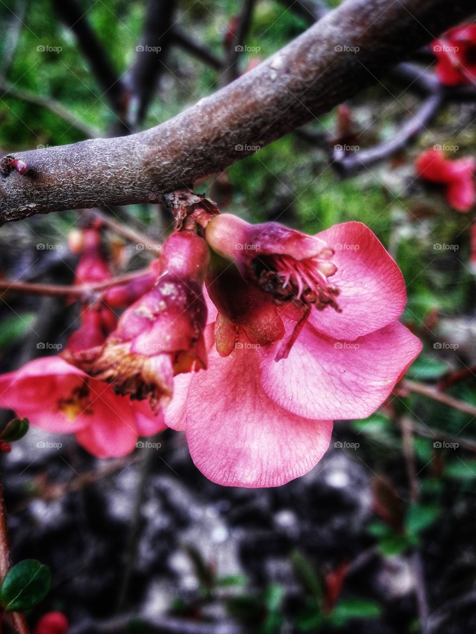 spring flower day outdoor