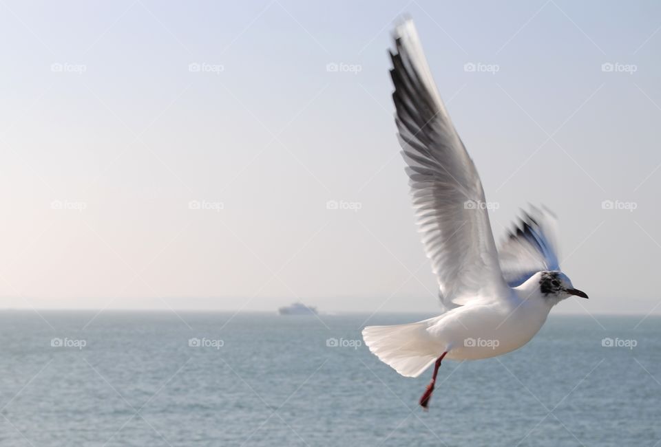 Seagull flying in the sky