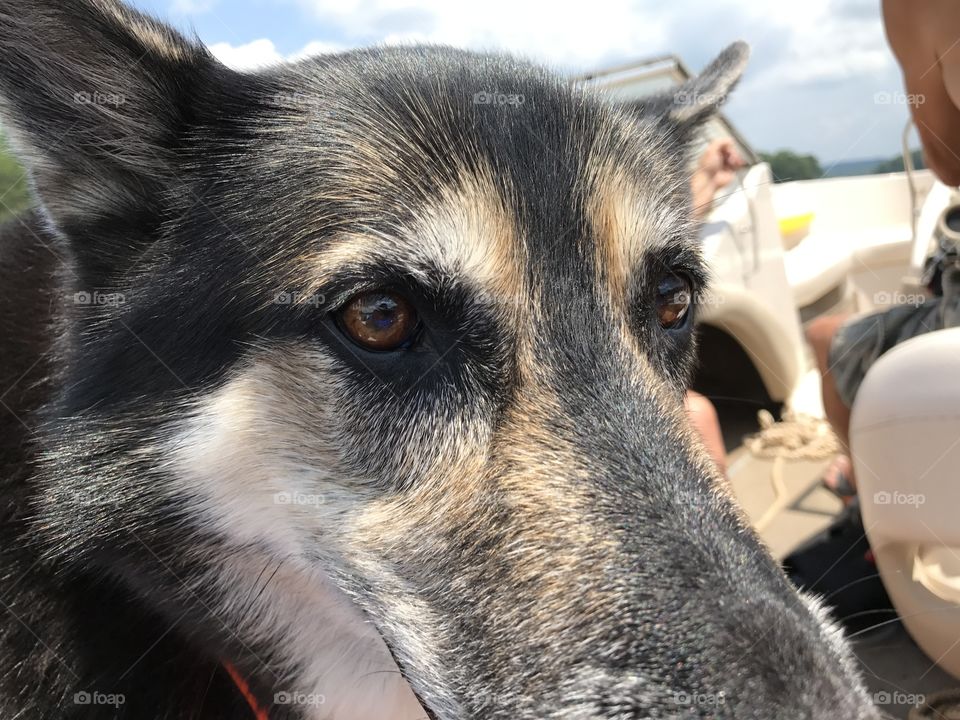 Closeup for a husky mix