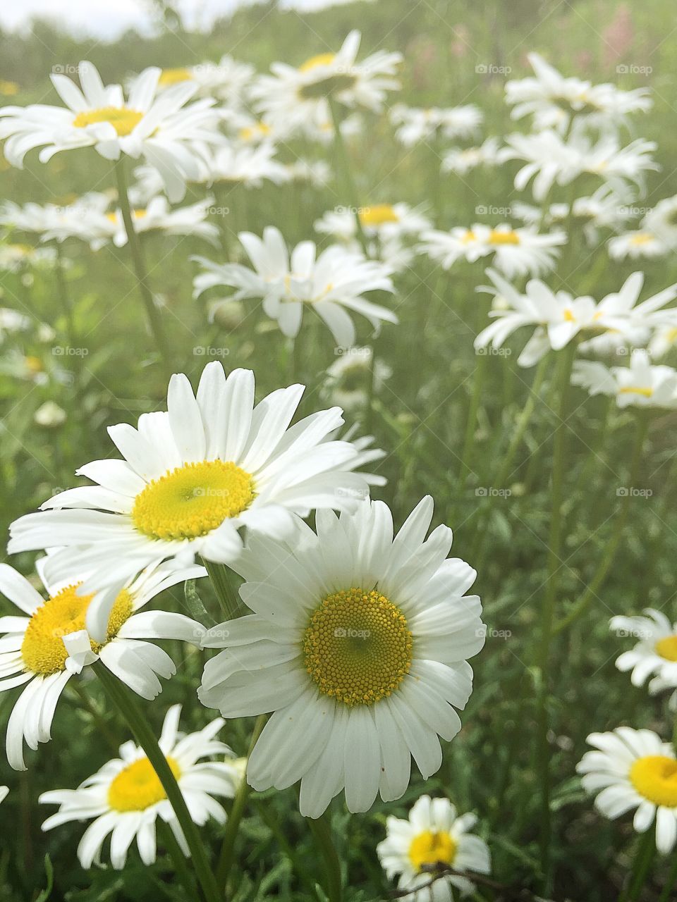 Daisies. Summer flowers Daises