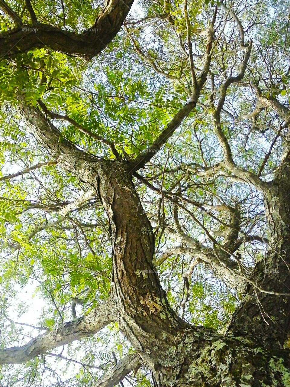 Looking up from the bottom of Tree