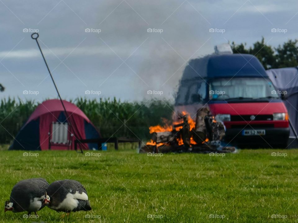 T4 VW camping holiday campfire grass bird chicken turkey
