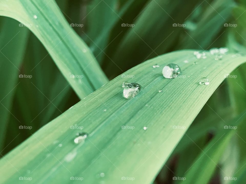A closeup of crystal clear water drops on green leaves