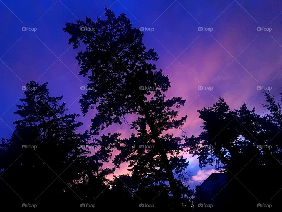 Cotton Candy Skies ☄💖🍬💜☄
Pro Mode Sunset Photo , 
Taken From My Backyard 📸
August 2019