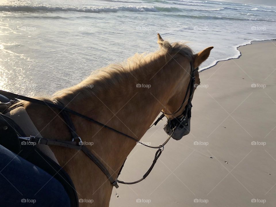 The light brown coat of the horse was soft to the touch. Such a strong creature. You can feel the horses muscles as he walked along the beach. Amazing experience.