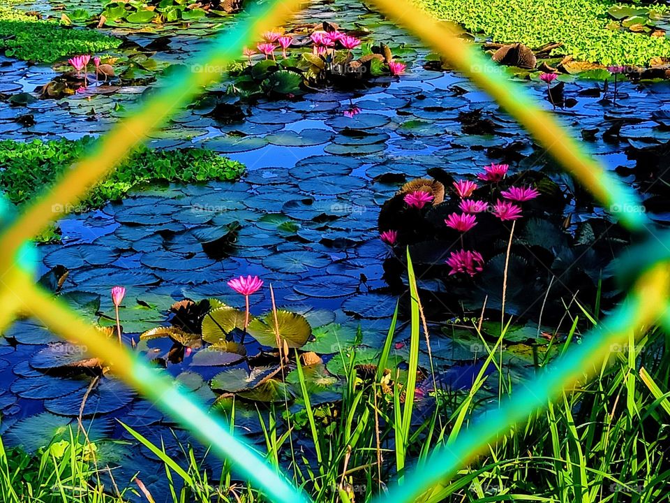 Water lilies growing in the pond.