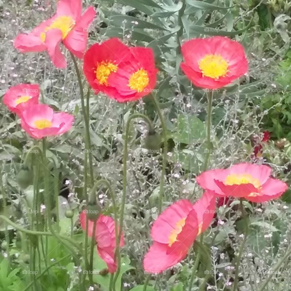 Flores vermelhas do campo