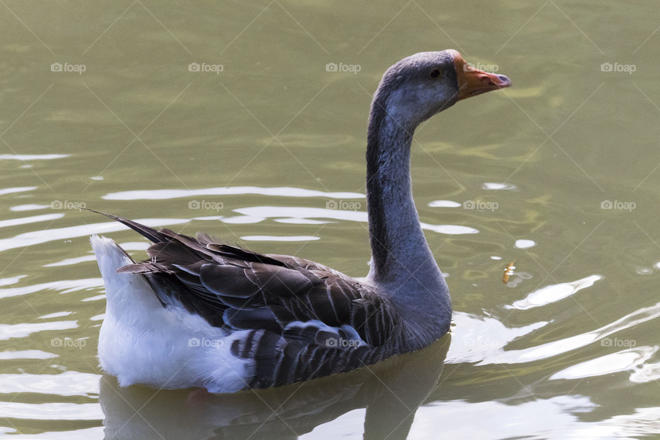 Country goose swimming