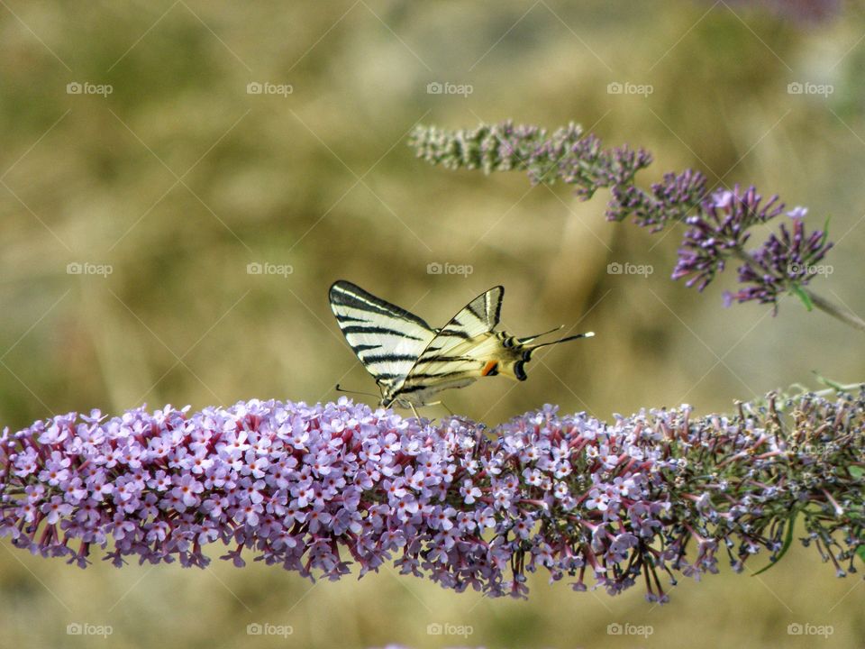 Butterfly pollinating on flower