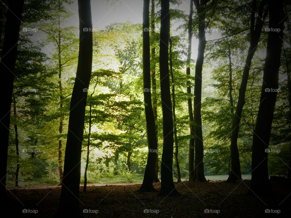 Morning in a park in Belgium.