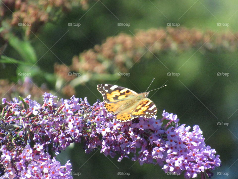Painted lady butterfly 🦋 resting on lilac buddleia on a hot summer day