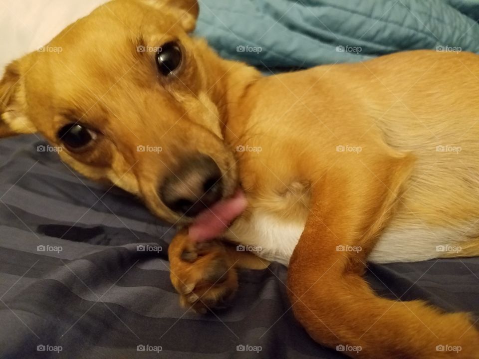 cute dog with tongue