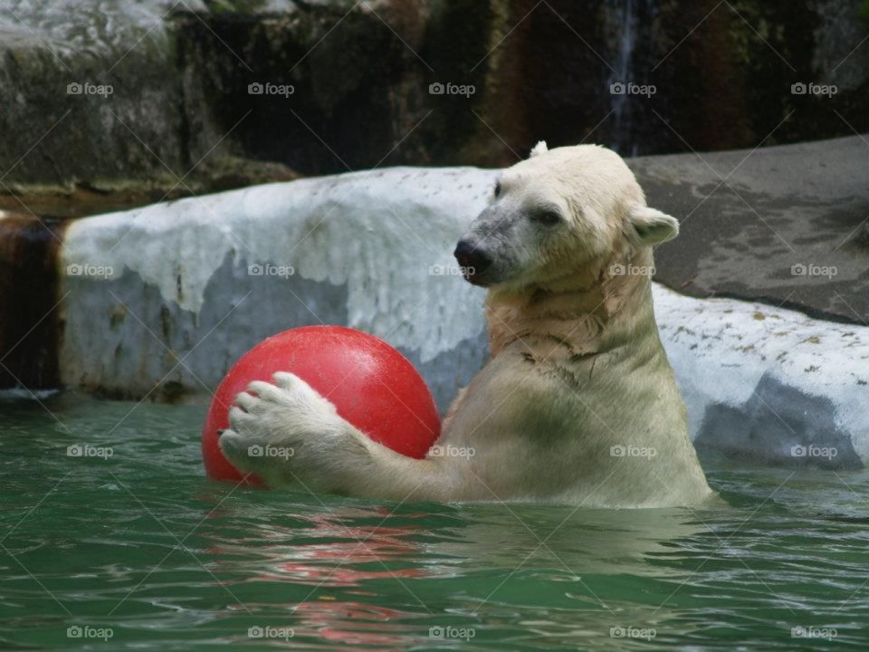 Polar Bear playing with his ball at the Bronx Zoo