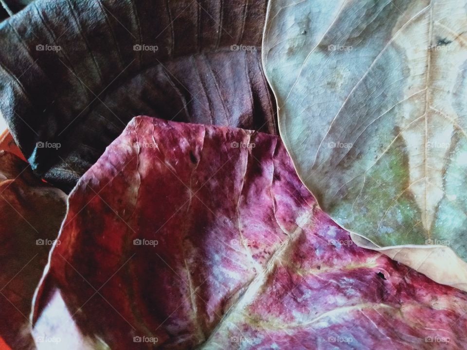 leaves changing color during autumn and the texture of leaves become so beautiful