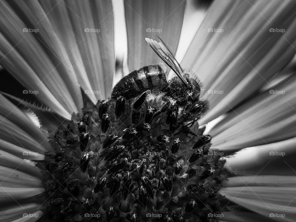 Black and white closeup of a honeybee on display on a common sunflower stage