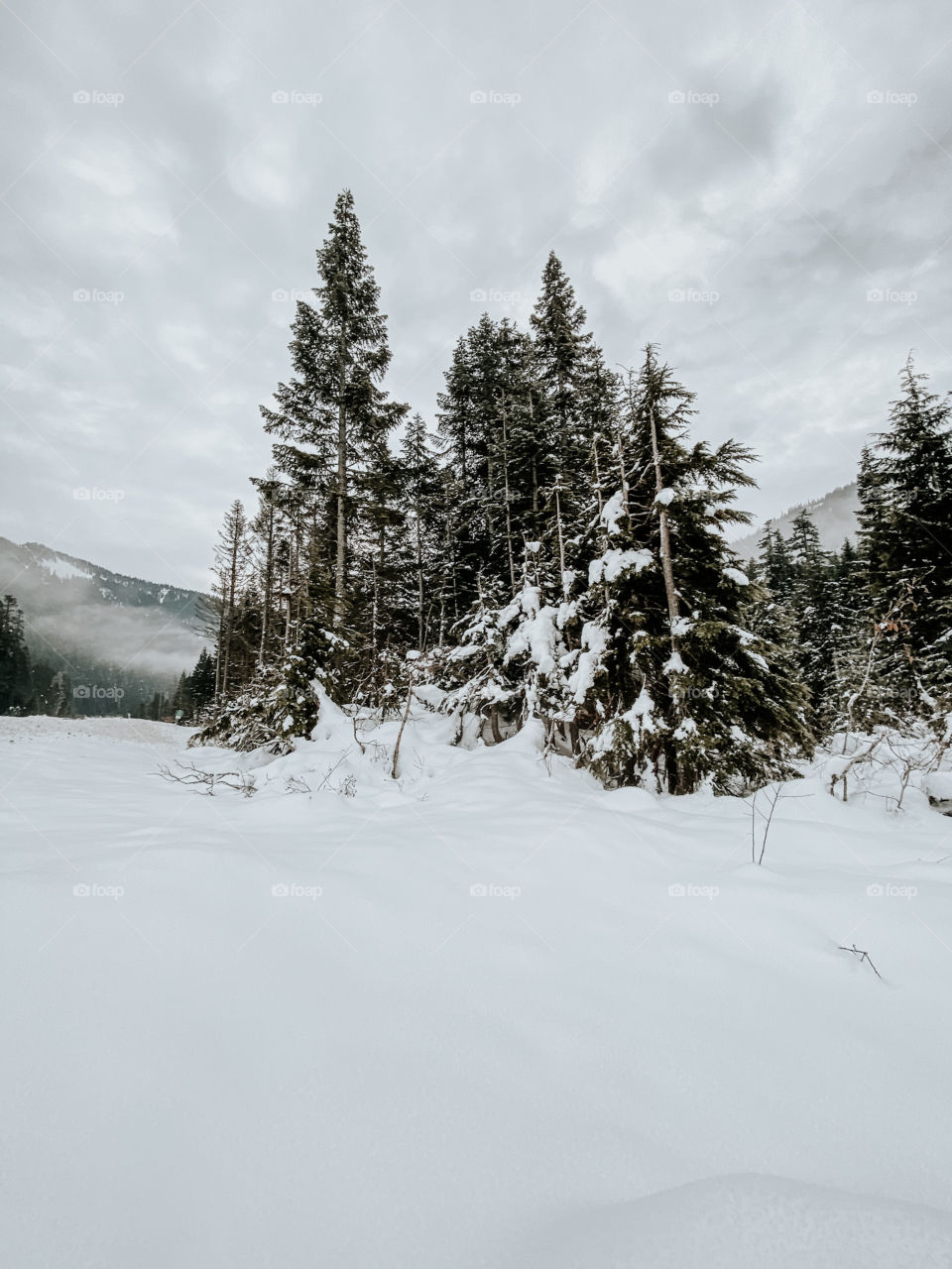 Winter trees are the best 