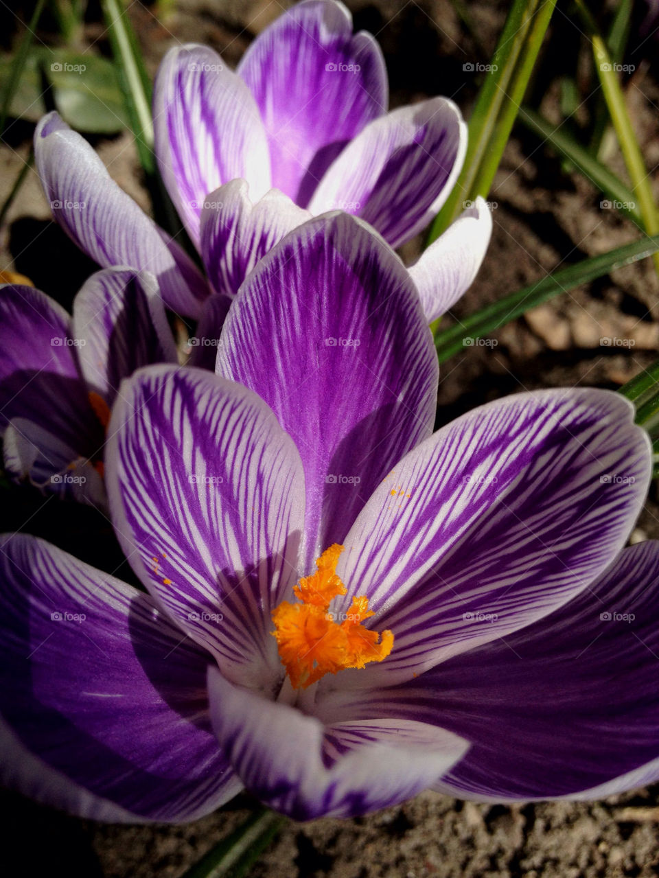 Close-up of flower