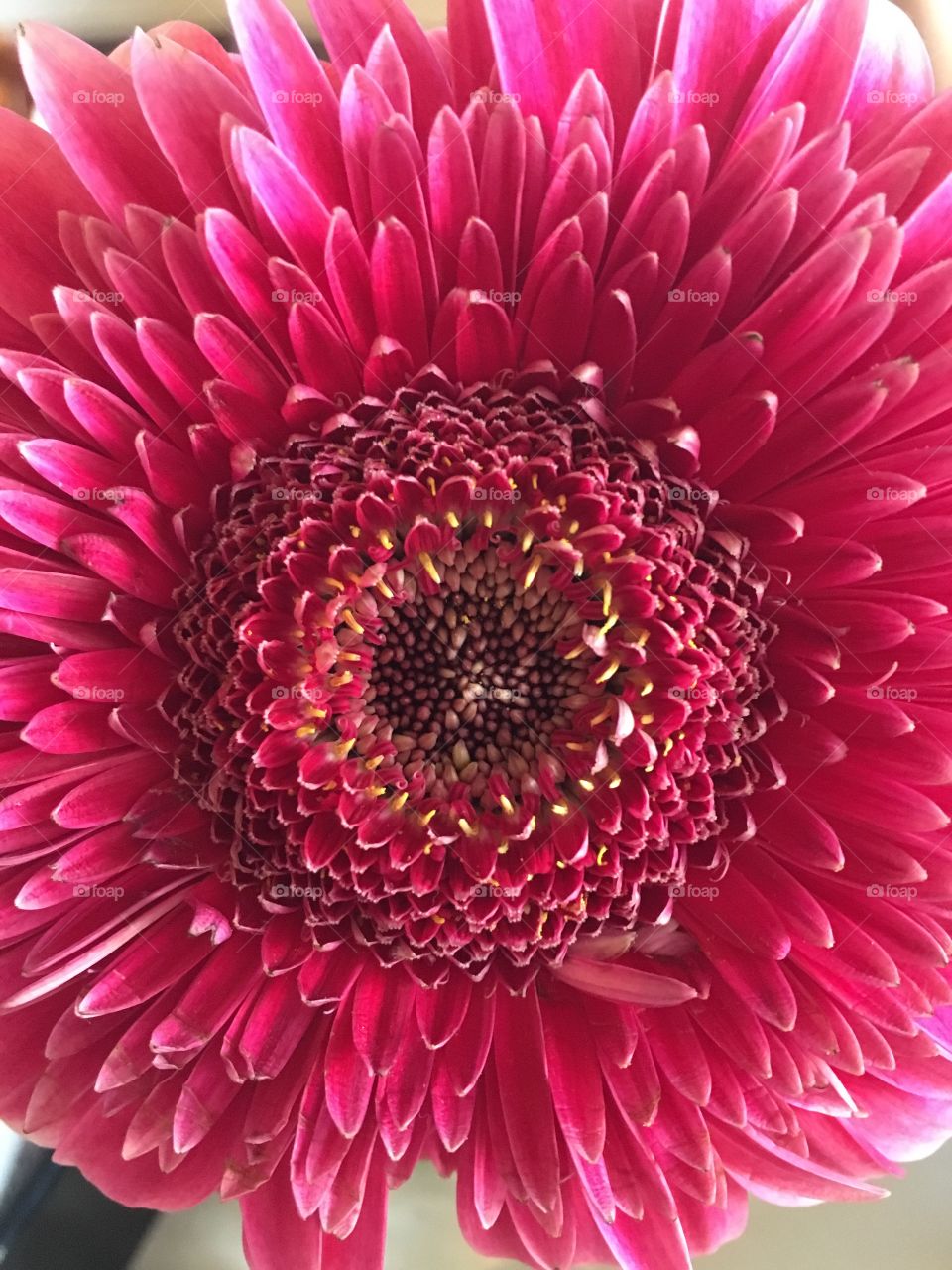 Gerbera daisy