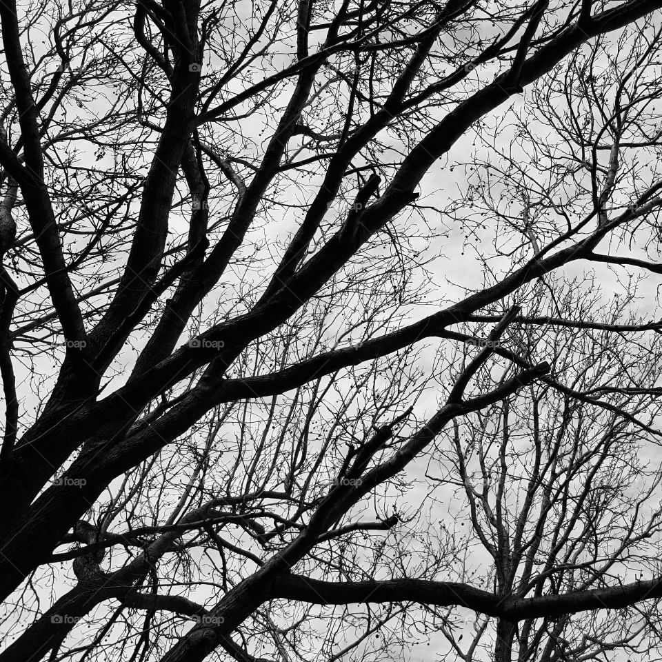 Tree branches in silhouette