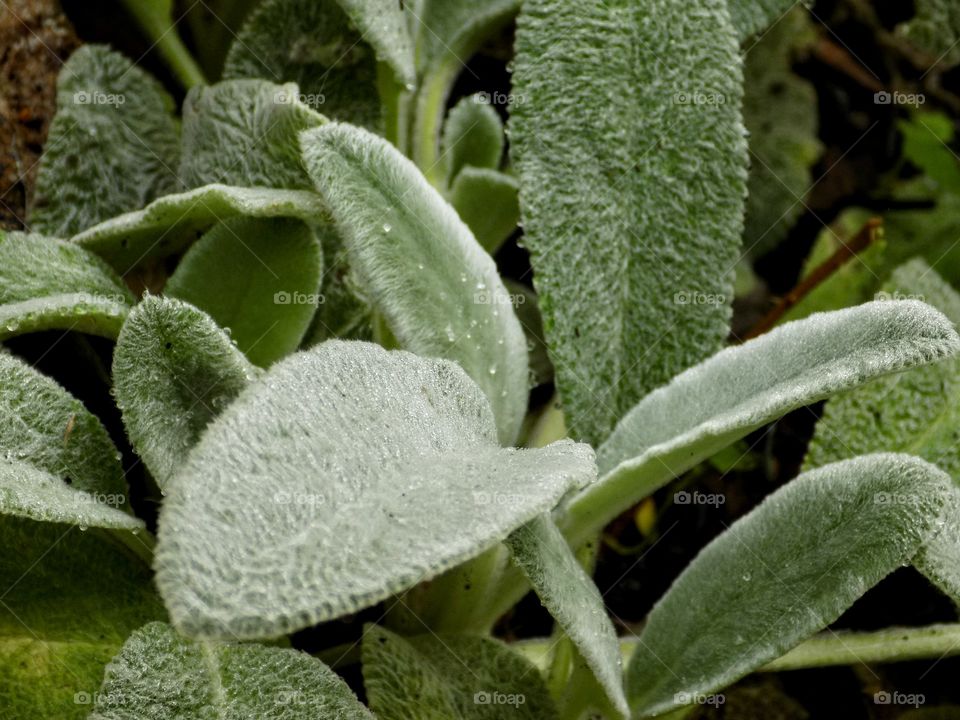 Soft as a lamb's ear